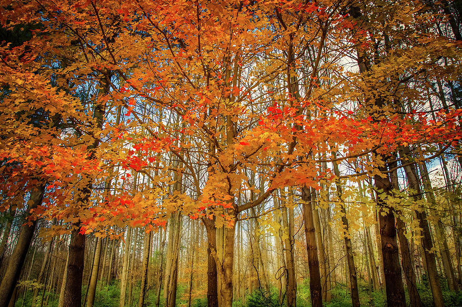 Fall Forest Photograph by Bill Chizek