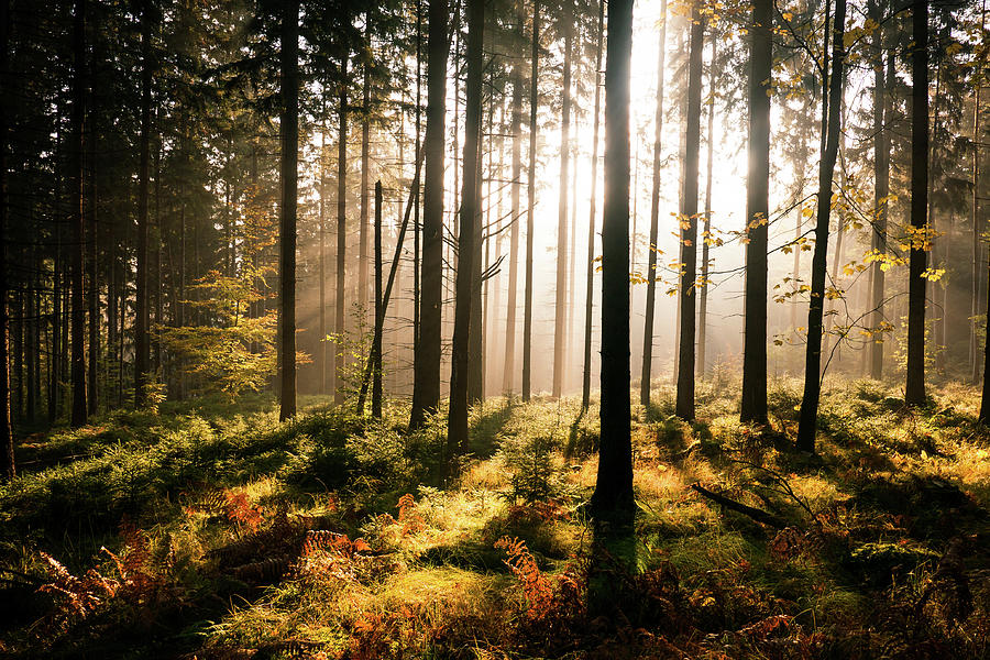 Fall Forest With Sunrays Photograph by Andreas Wonisch