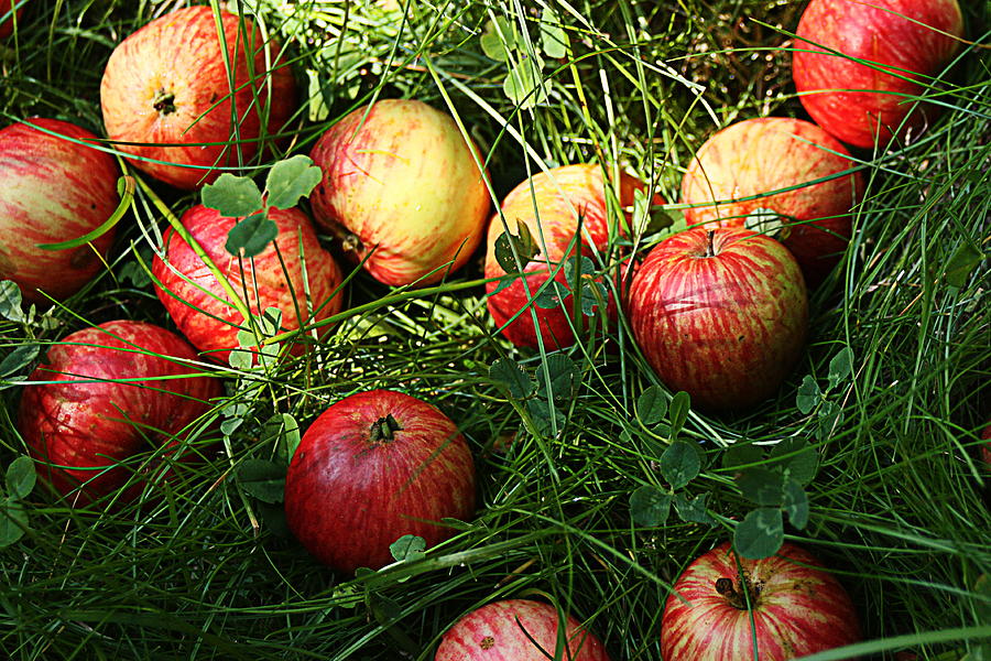 Fall Fruit by Sannel Larson Fall Fruit by Sannel Larson