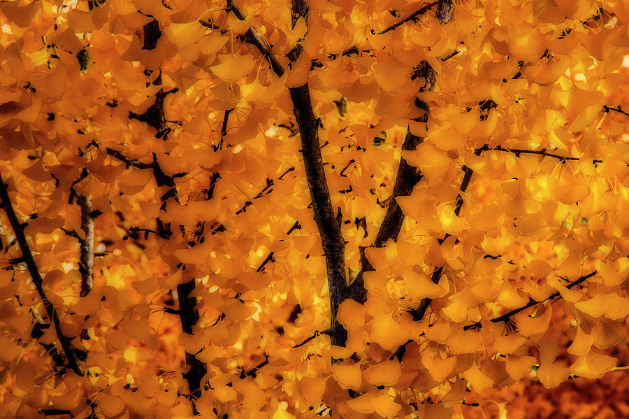 Fall Ginko Trees Photograph by Garry Gay