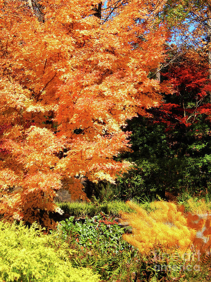 Fall Glory 300 Photograph by Sharon Williams Eng
