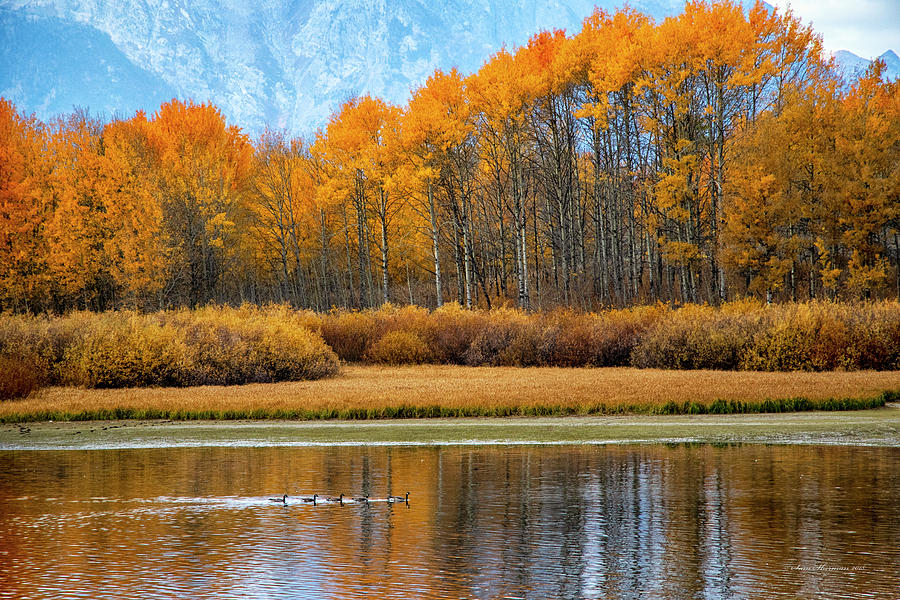 Fall Grand Teton National Park Photograph By Sam Sherman
