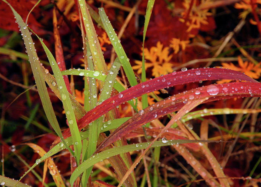 Fall Grass In Rain Photograph