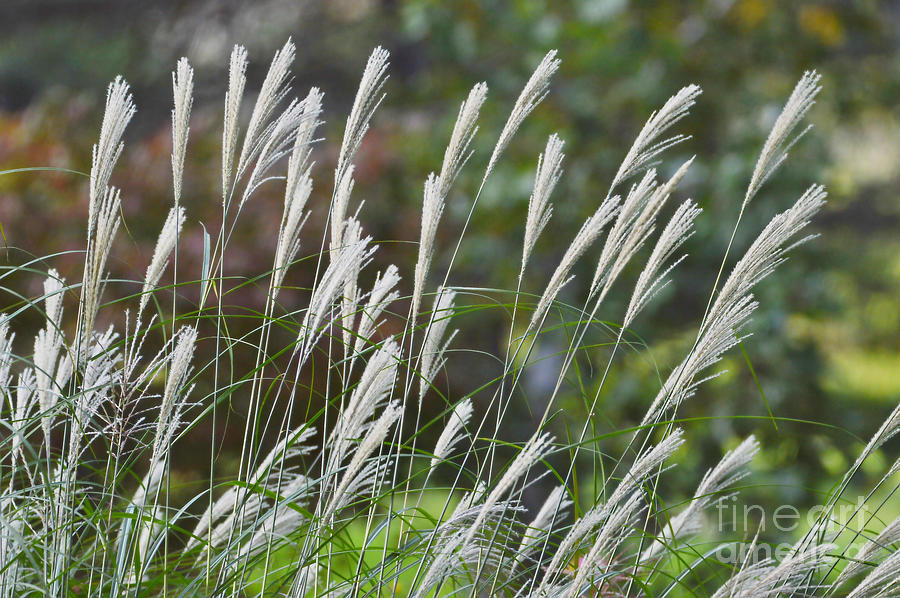 Fall Grasses Photograph by Sheila Lee