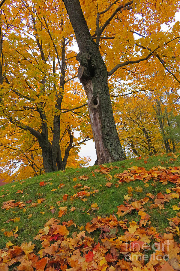 Nature Photograph - Fall Green and Orange by John Malone
