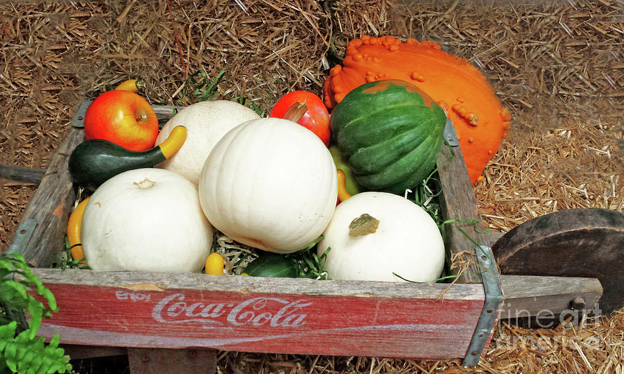 Fall Harvest 300 Photograph by Sharon Williams Eng