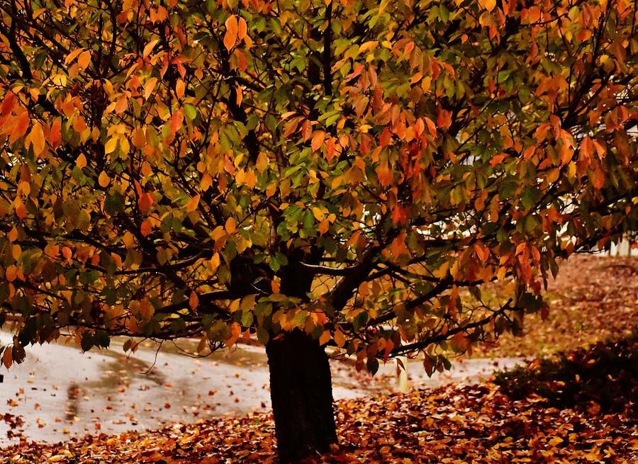 Fall Has Arrived Photograph by Eileen Brymer