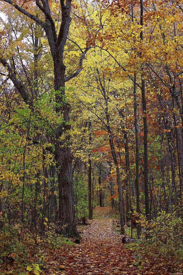 Fall Photograph - Fall Hiking Trail 10 110318 by Mary Bedy
