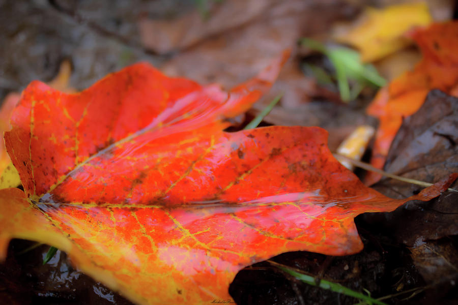 Fall Hues Photograph by Michelle Ressler