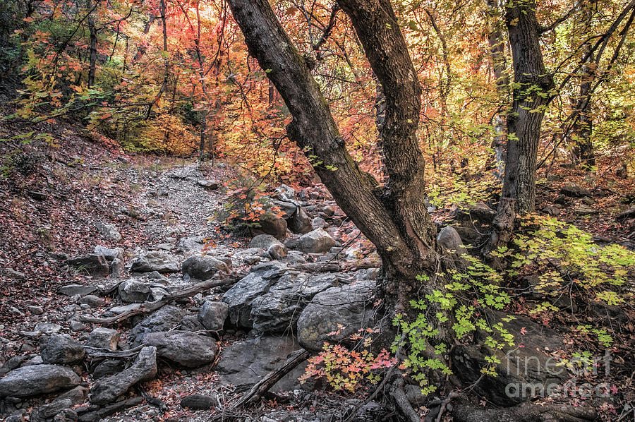 Fall Photograph - Fall In Miller Canyon 19 by Al Andersen