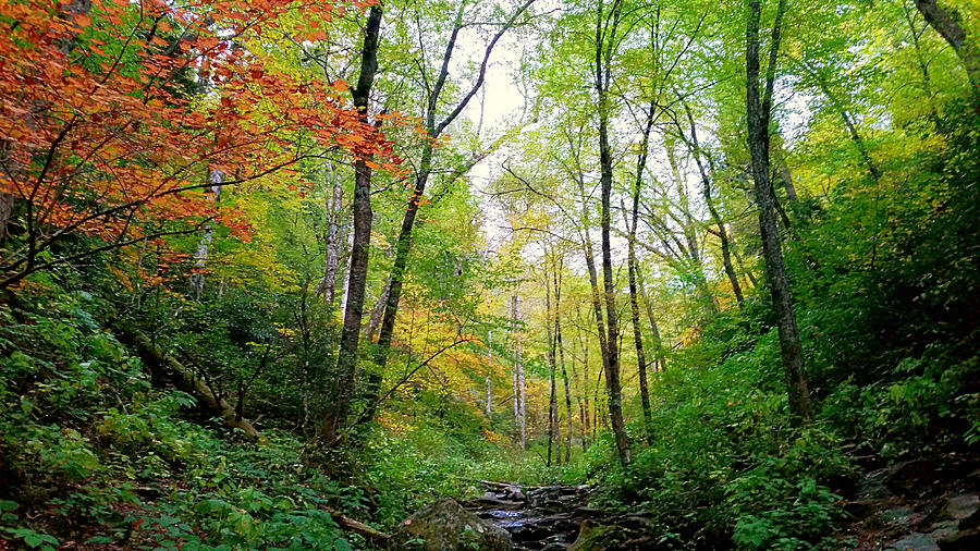 Fall In The Forest Photograph