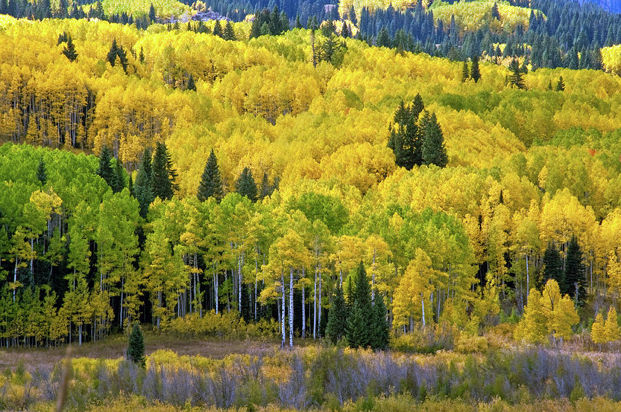 Fall In The Gunnison National Forest Photograph by John Bartelt