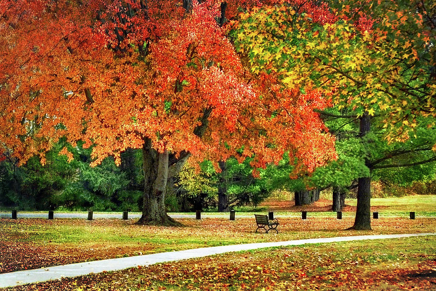 Fall In The Park Photograph by Christina Rollo
