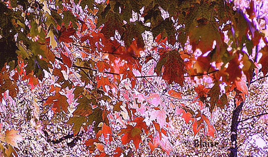 Fall In The Pink by Yvonne Blasy Fall In The Pink by Yvonne Blasy