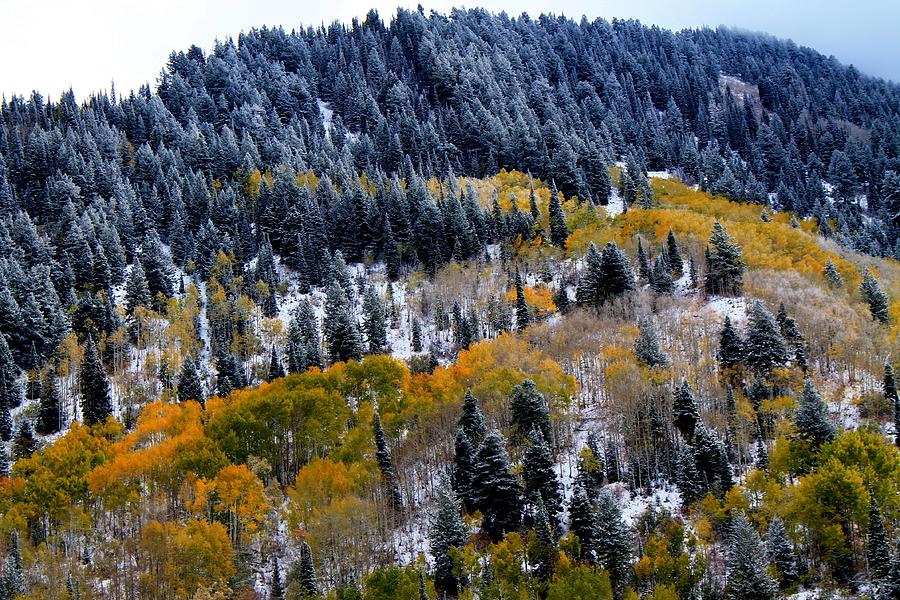 Fall in the Utah Mountains Photograph by Catie Canetti