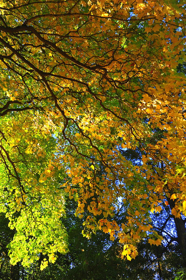 Fall in Wright's Park Tacoma WA Photograph by Diane Lynch