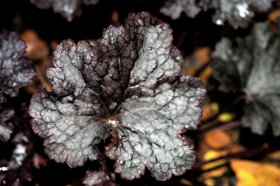 Fall is dew by Melanie Maslaniec Fall is dew by Melanie Maslaniec