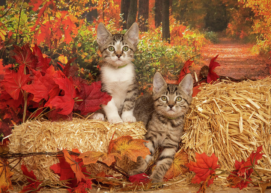 Fall Kittens Photograph by Janis Knight