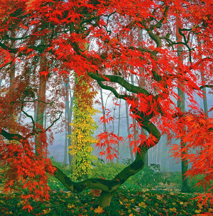 Fall Landscape In Fog Photograph by Richard Felber
