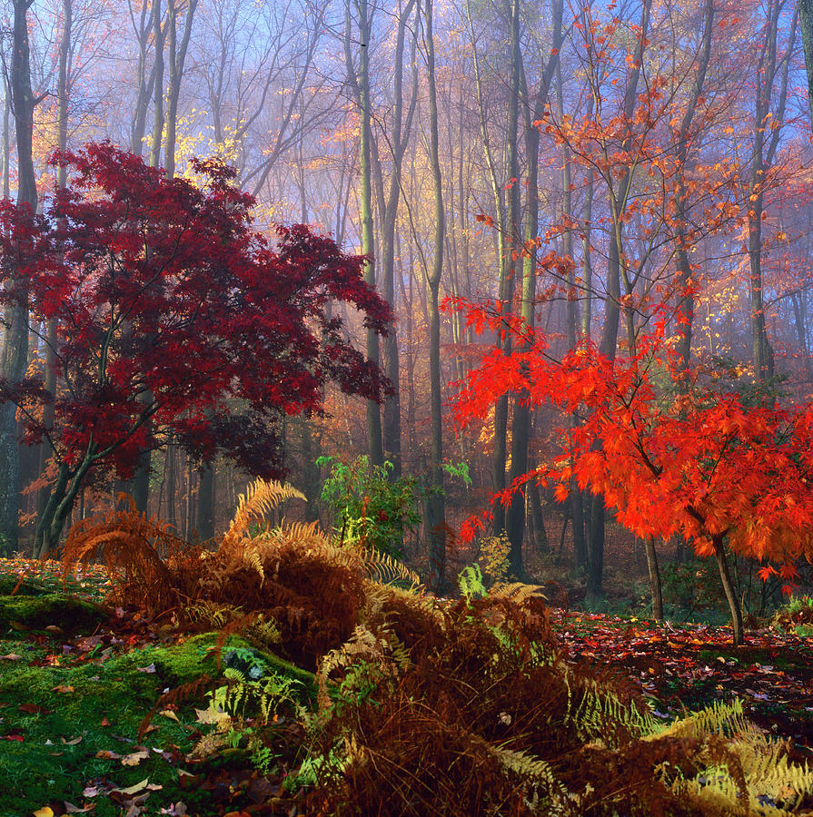 Fall Landscape With Fog Photograph by Richard Felber