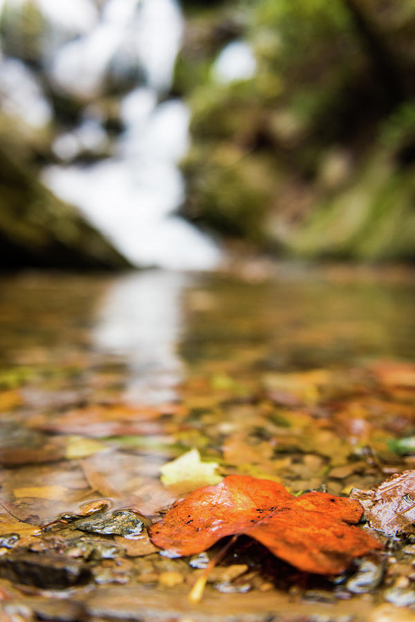Fall Leaf at Saluda Waterfall in North Carolina Photograph by Tammy Ray