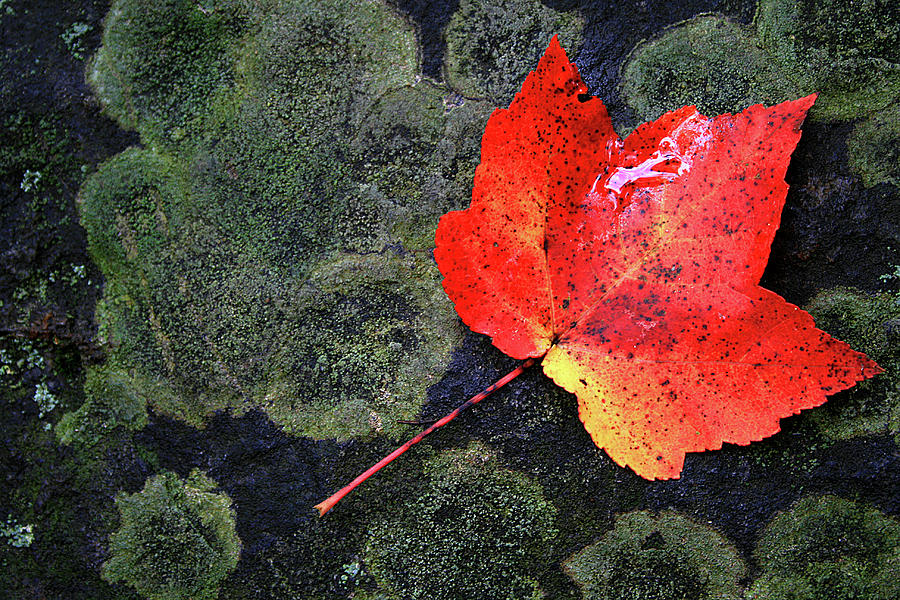 Fall Leaf Photograph by David Pratt