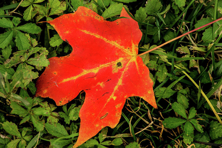 Fall Leaf Photograph by Don Johnson