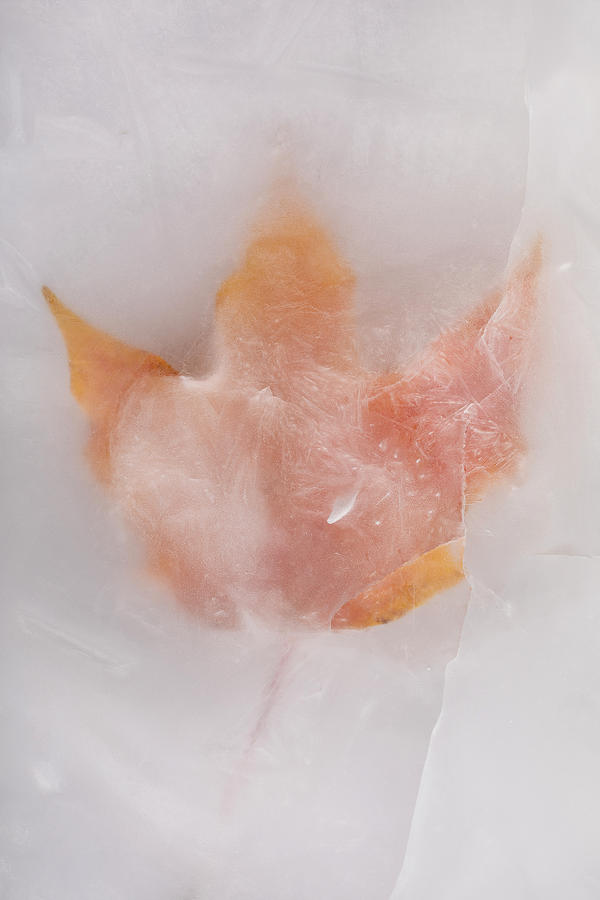 Fall Photograph - Fall Leaf Frozen 2 C by John Brueske