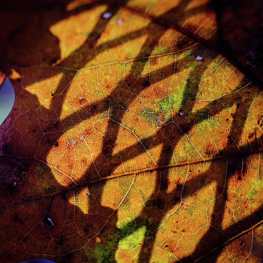 Fall Leave on a Summer Table Photograph by Glenn DiPaola