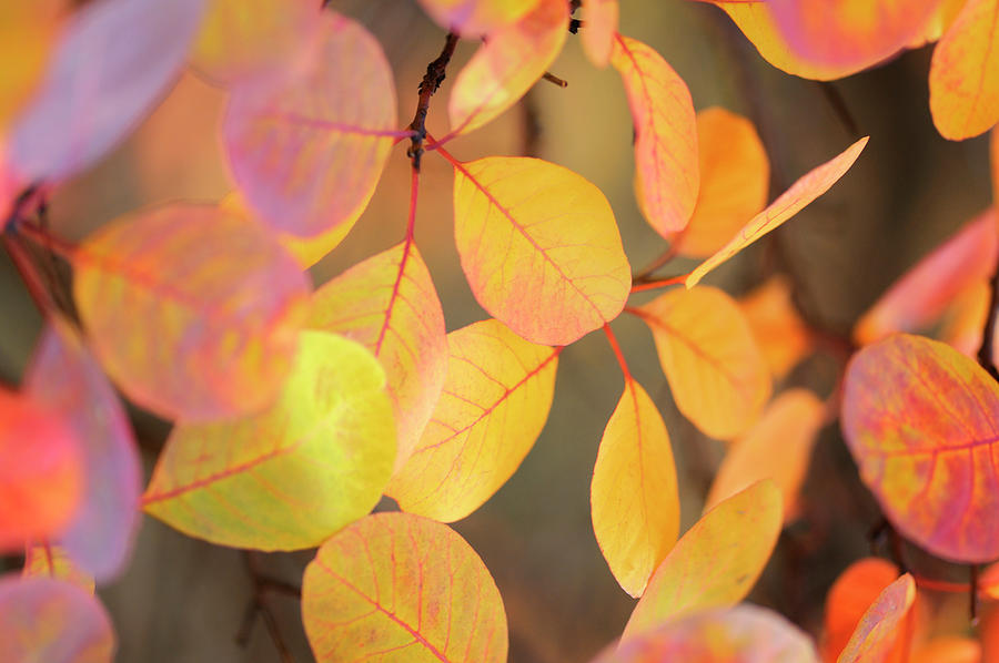 Fall Photograph - Fall Leaves 002 by Tom Quartermaine Fall Photograph - Fall Leaves 002 by Tom Quartermaine