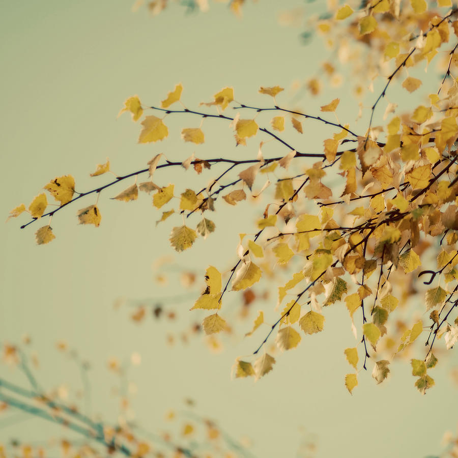 Fall Photograph - Fall Leaves 009 by Tom Quartermaine