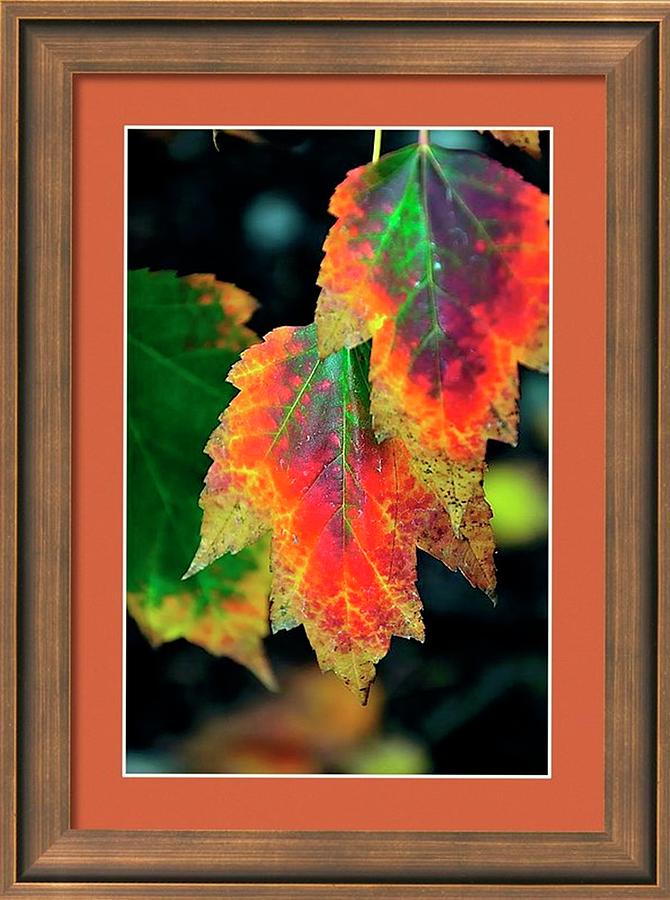 Fall Photograph - Fall Leaves 6072 Framed by Jerry Sodorff