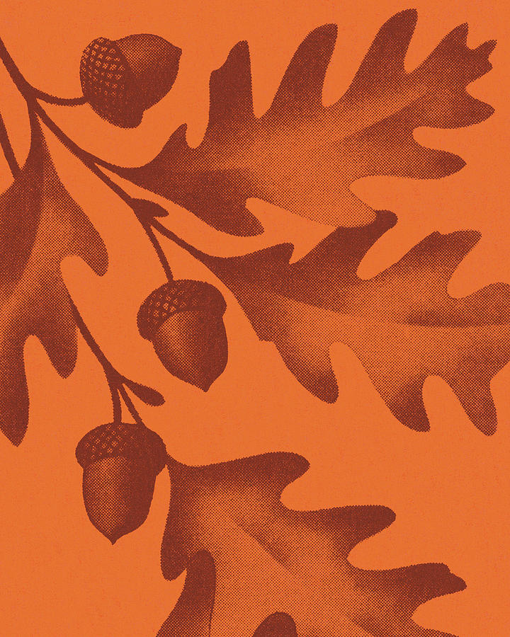 Fall Drawing - Fall Leaves and Acorns by CSA Images