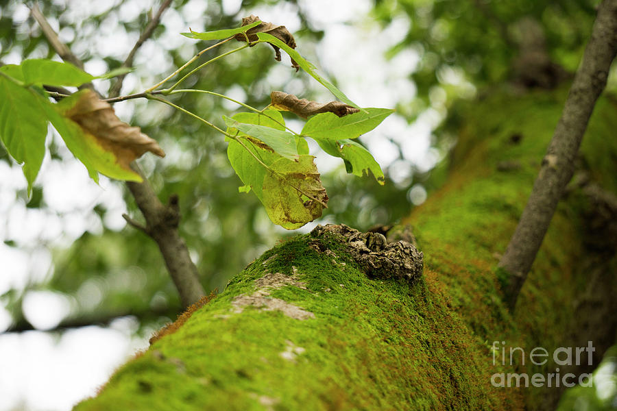 Fall Leaves and Moss by Randall Saltys Fall Leaves and Moss by Randall Saltys