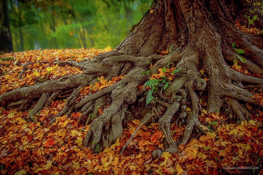 Fall Leaves and Roots Photograph by LeeAnn McLaneGoetz McLaneGoetzStudioLLCcom