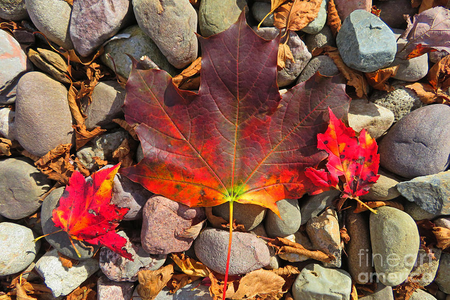 Tree Photograph - Fall Leaves and Stones by John Malone