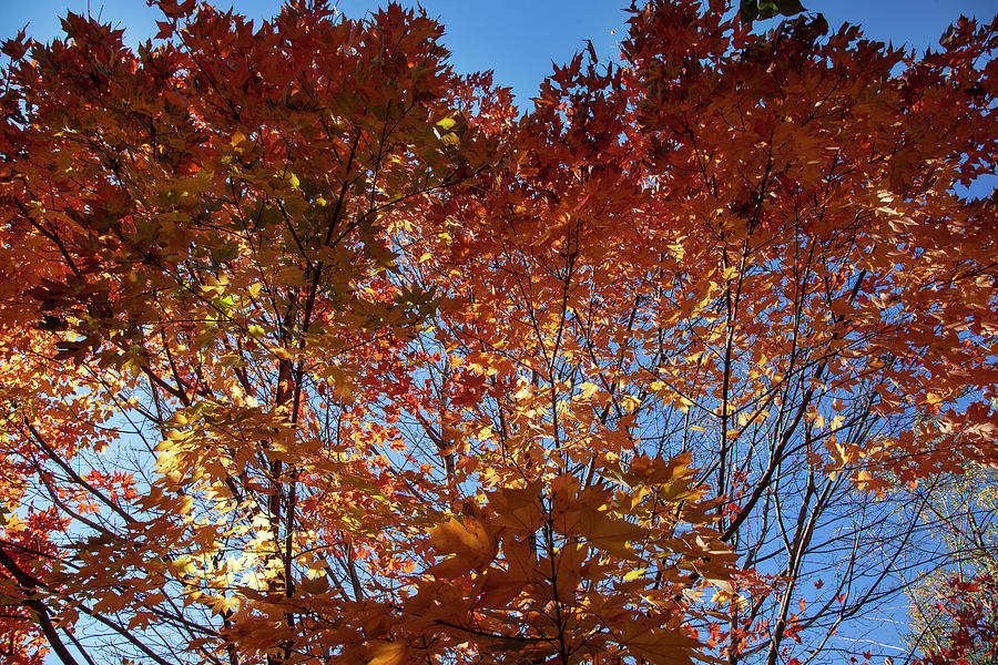 Fall Leaves and Trees Photograph by Robert Ullmann
