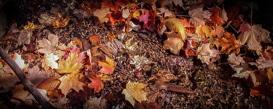 Fall Leaves by Ann Lauwers Fall Leaves by Ann Lauwers