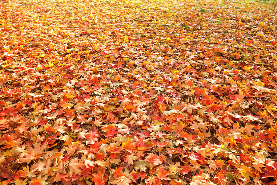 Fall Leaves Background Spread Out Over Photograph by Steve Debenport