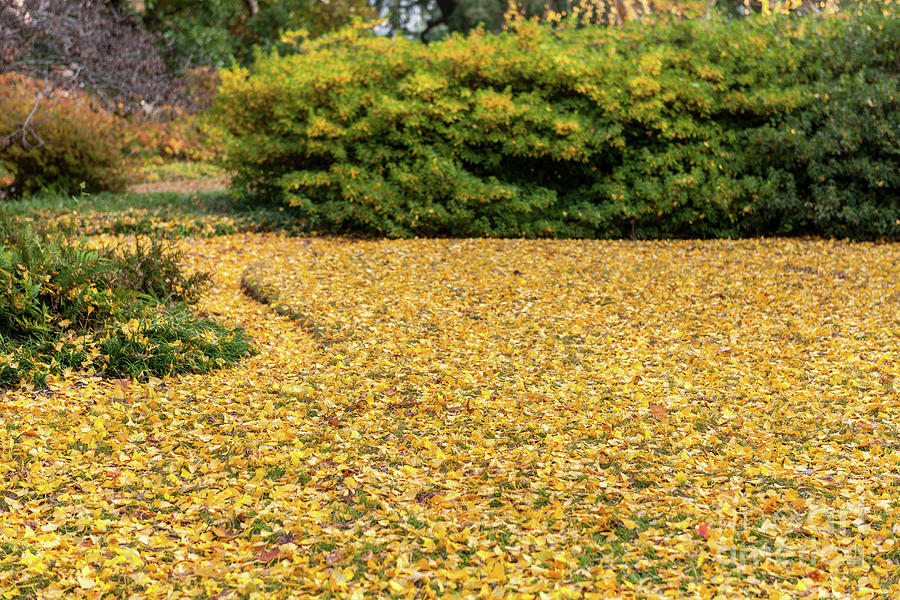 Fall Leaves - Capitol Grounds Photograph