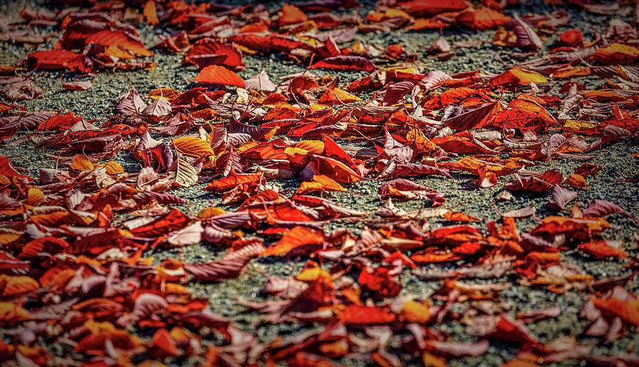 Fall Leaves #i0 Photograph by Leif Sohlman