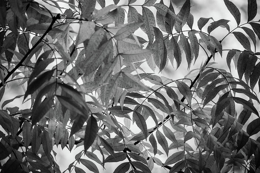 Fall Leaves in Black and White by Juliana Swenson Fall Leaves in Black and White by Juliana Swenson