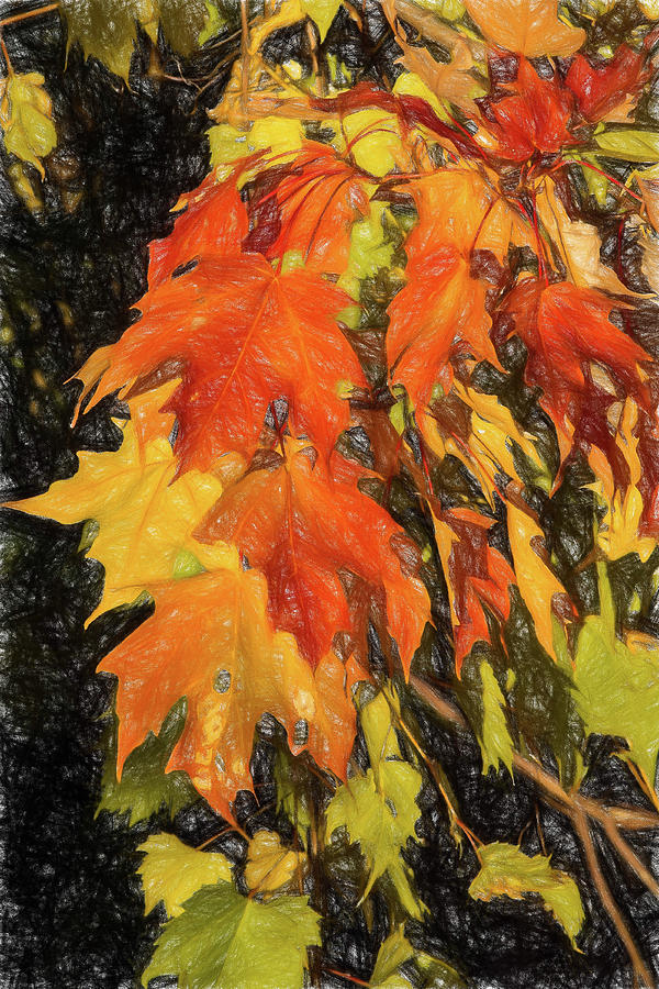 Fall Leaves in the Sun by Peggy Blackwell Fall Leaves in the Sun by Peggy Blackwell