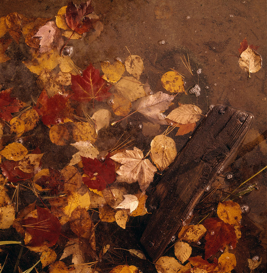 Fall Leaves In Water Photograph by Robert Natkin