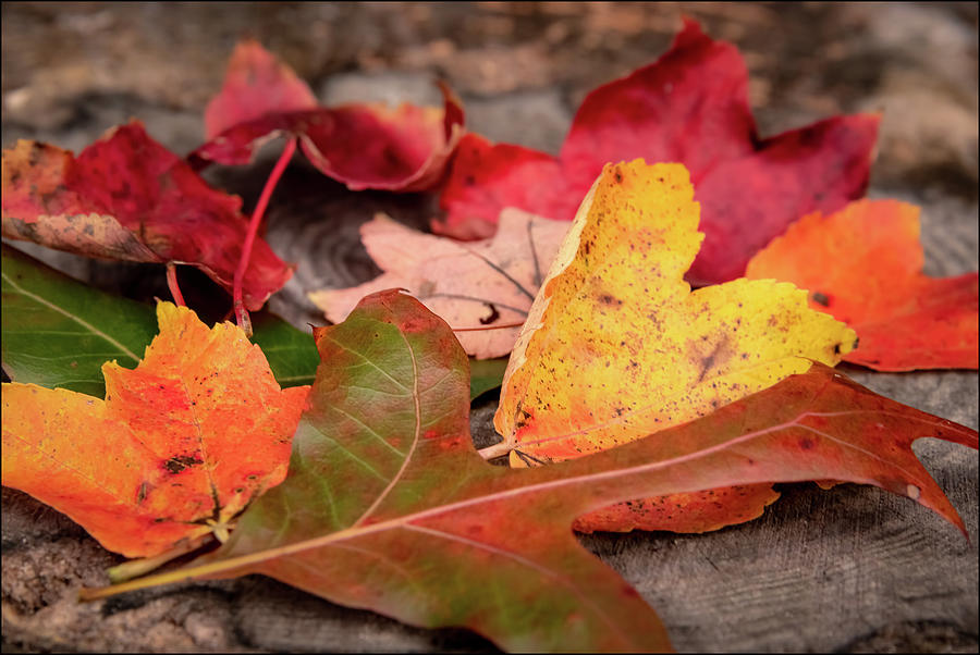 Fall Leaves Photograph by John Kirkland