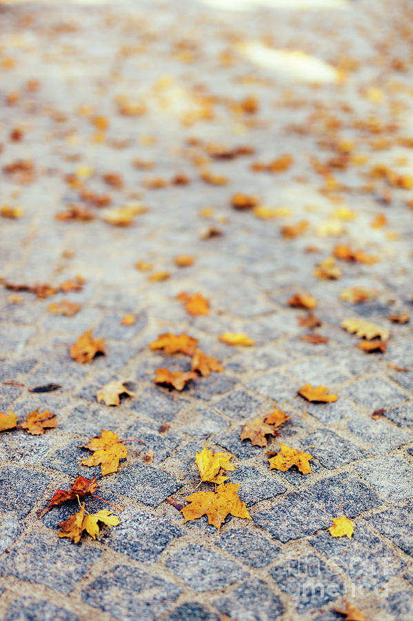 Fall leaves laying on stone pavement. Photograph by Michal Bednarek