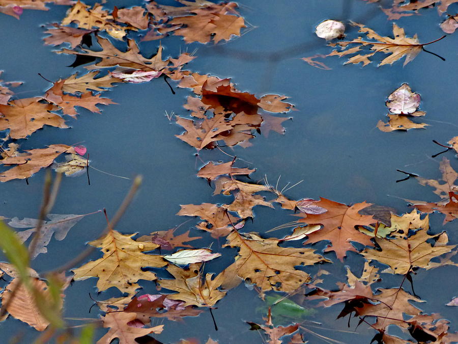 Fall Leaves Photograph by Lyuba Filatova