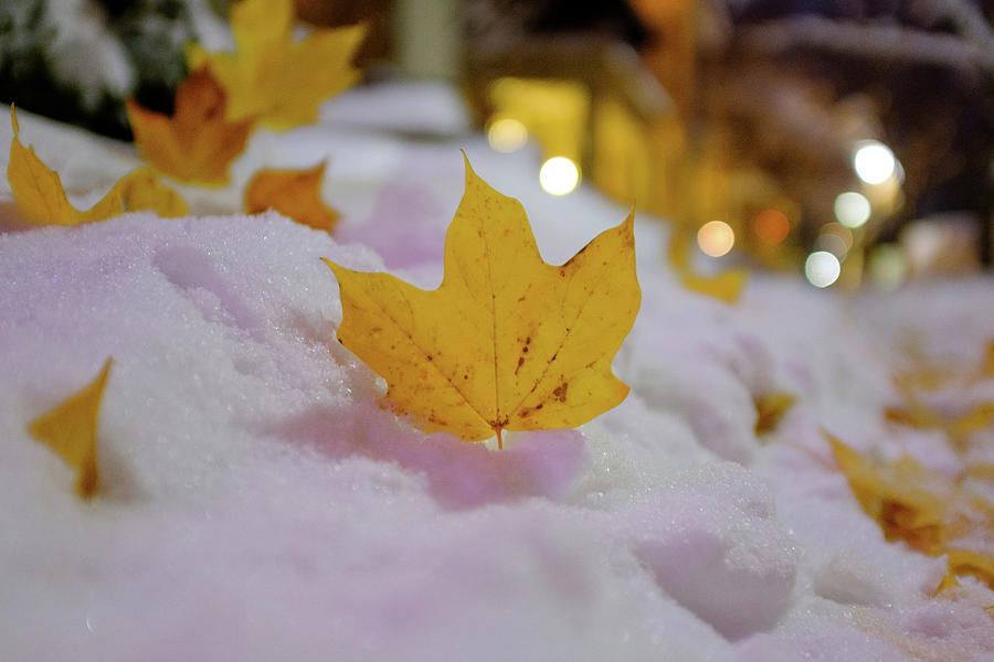 Fall Leaves On A Snow Covered Sidewalk Photograph by Doug Ash