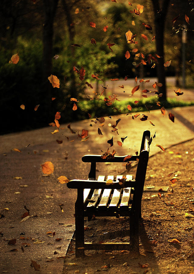 Fall Leaves On Park Bench Photograph by Manuel Orero Galan