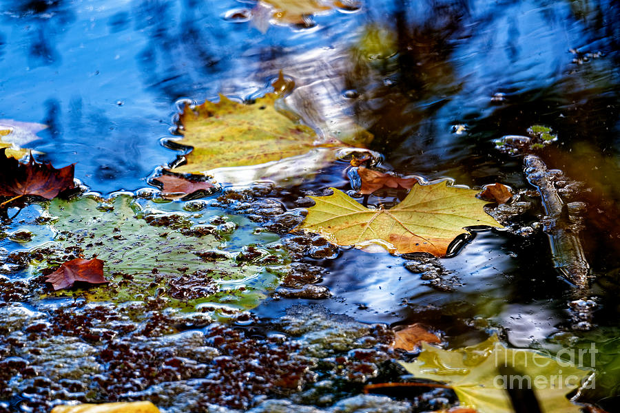 Fall Leaves On Water Photograph
